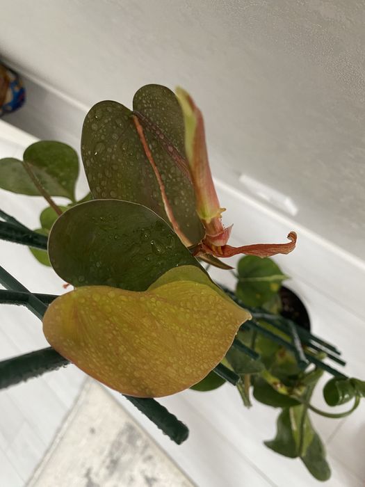 Продам цветок комнатный