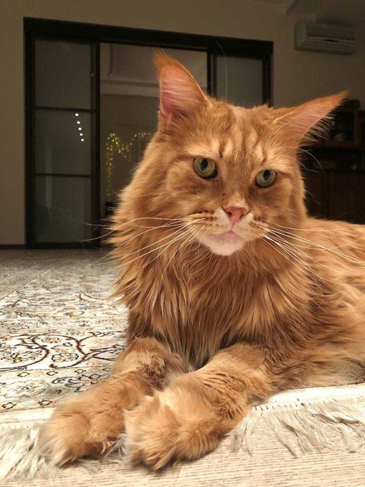 Зооняня для собак и кошек