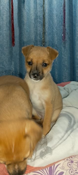 милые домашнии щенки