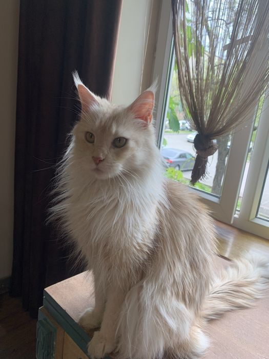 девочка мейнкун с родословной