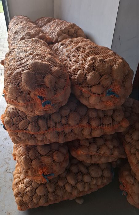 Cartofi albi pentru consum