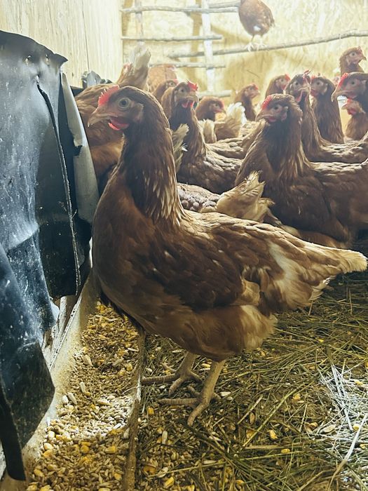 Куры Несушки Ломан Браун