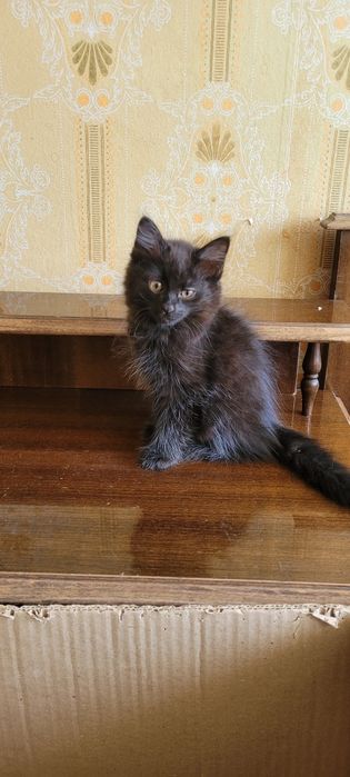 Скоттиш хейланд фолд