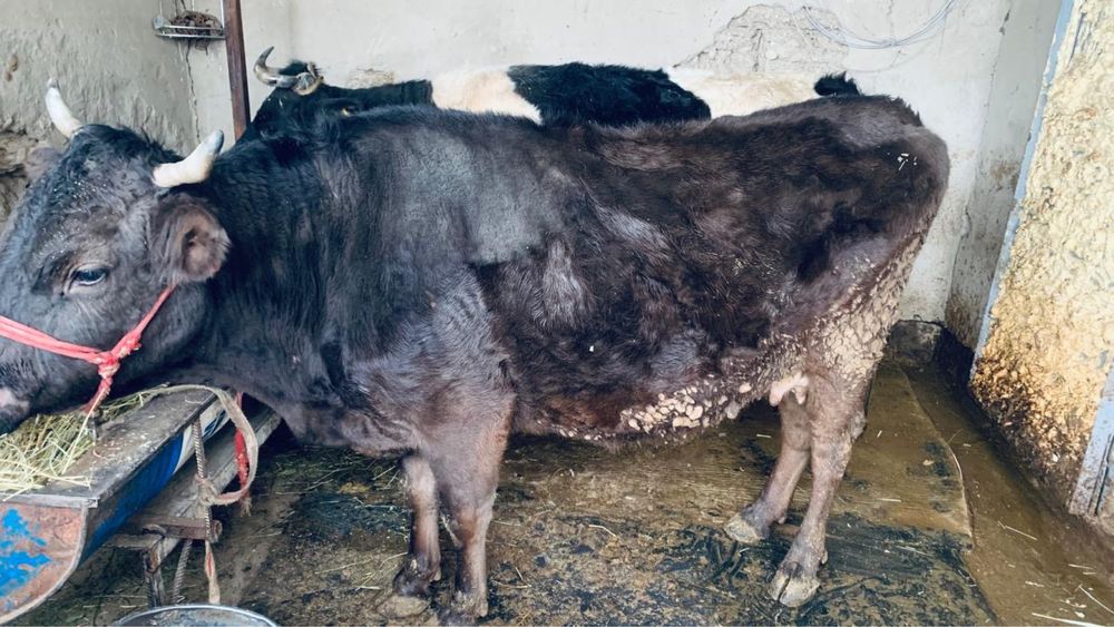 Бордакы Семиз Сиыр сатылады