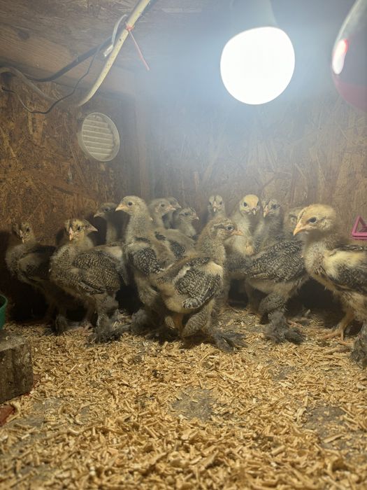 Pui brahma potarnichiu pe negru si pe albastru