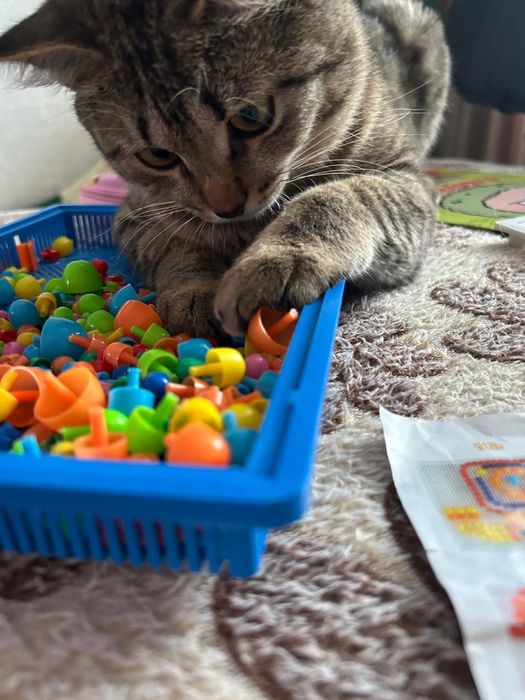 Отдам кота в добрые руки