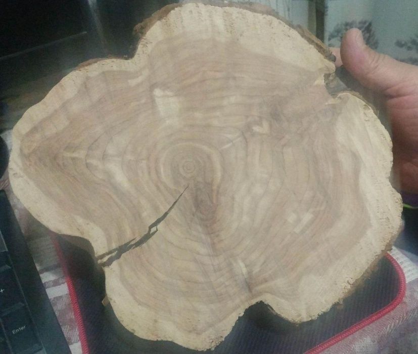 Метасеквойя в Узбекистане