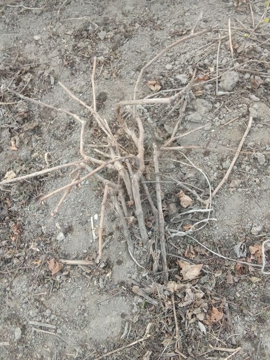 Кусты винограда столовые