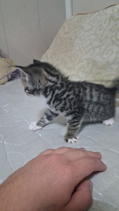 Отдам в добрые руки