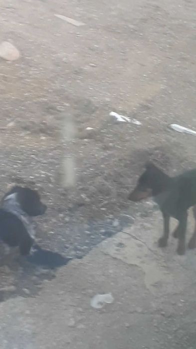 Спаниель  5айлық