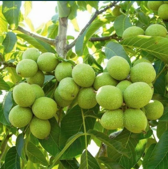 ЁНГОК КУЧАТЛАРИНИ 6 Хил сорти бор сортига кафолат берамиз