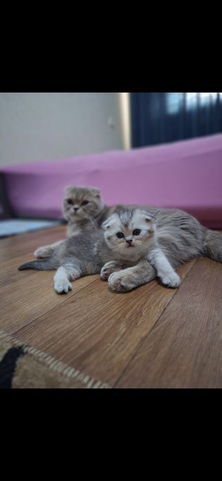 Котята шишила продажа