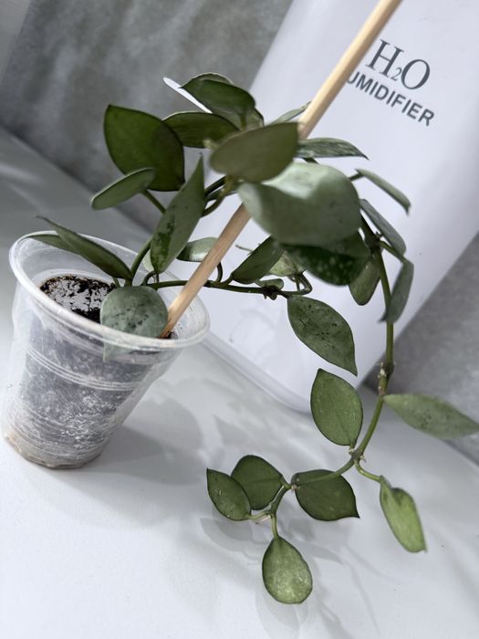 Хойя хойя хойя хойя