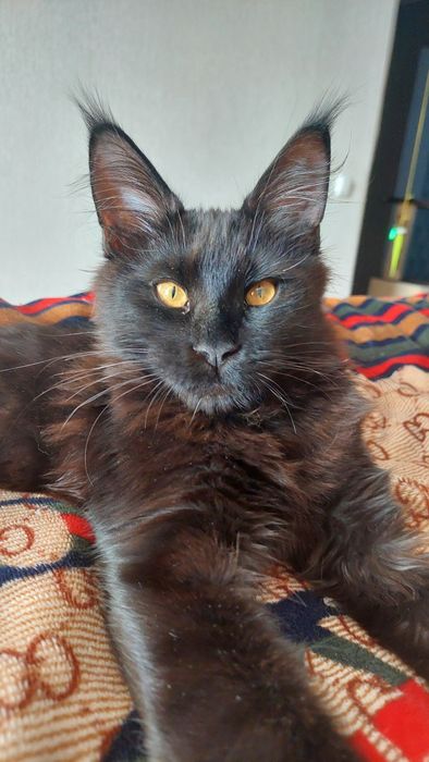 Кошечки Мейн-кун.