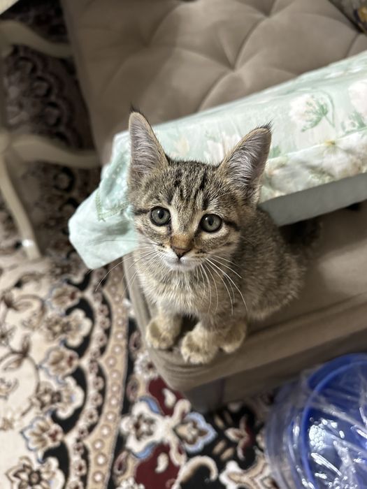 Котенок бесплатно