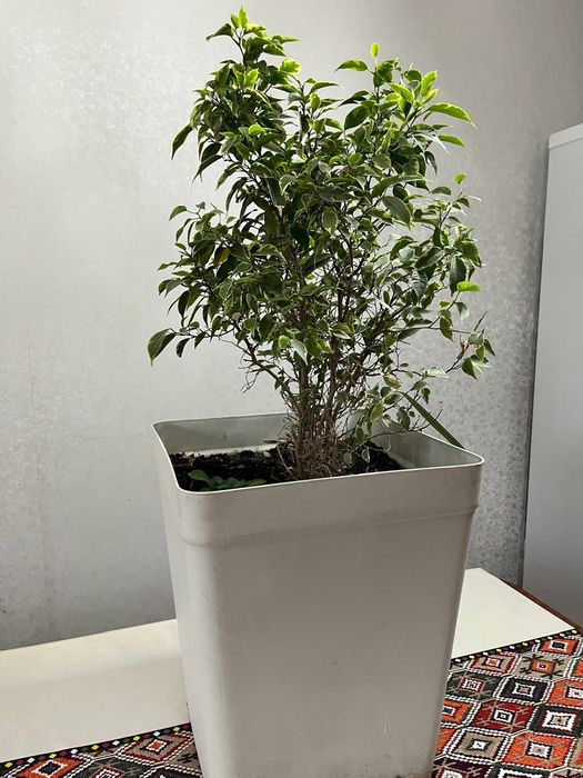 Комнаты цветы и офисные