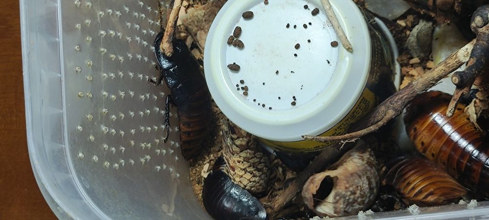 Мадагаскарские шипящие тараканы