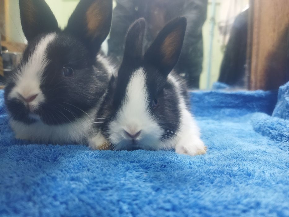 Galland panda quyon bollari sotiladi