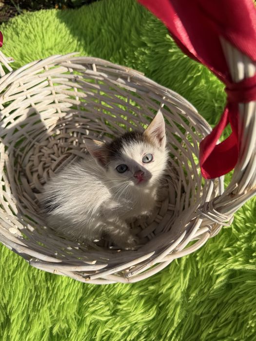 Котята мальчики