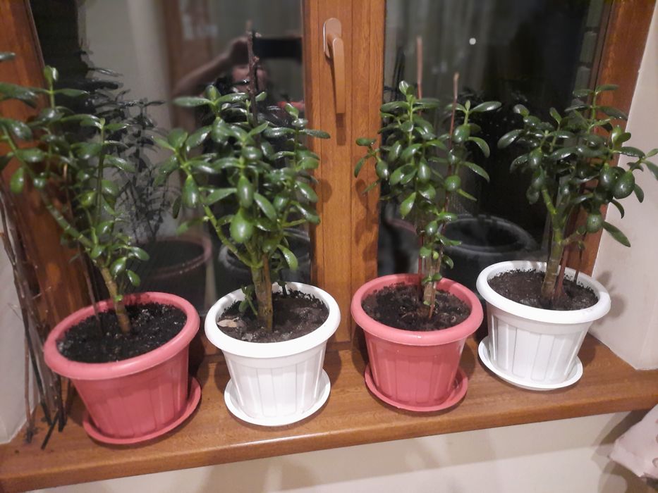 Продам денежное дерево