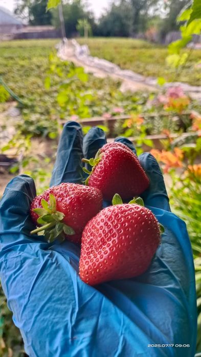 Продам домашнюю клубнику.