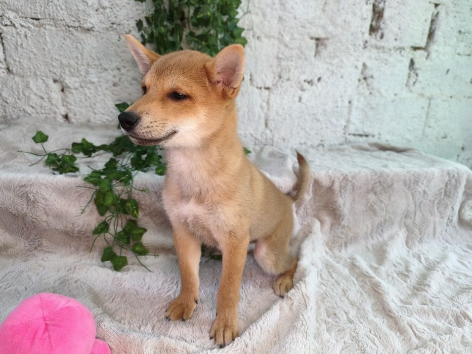 Vand baietel Shiba Inu