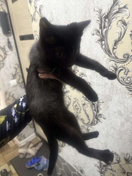 Отдам срочно котенка
