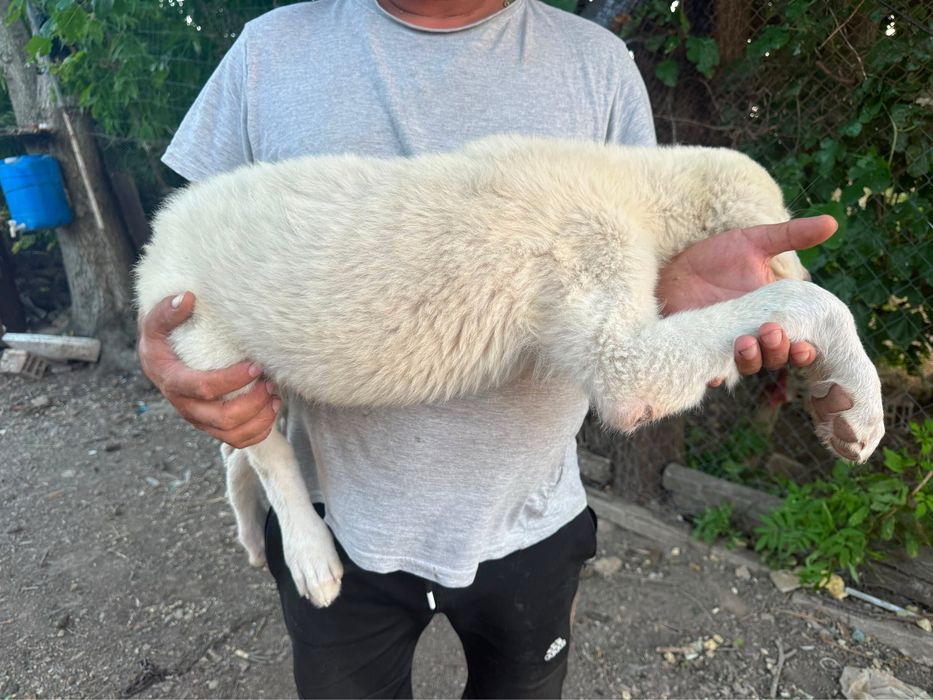 Продавам Кученца (Алабай)