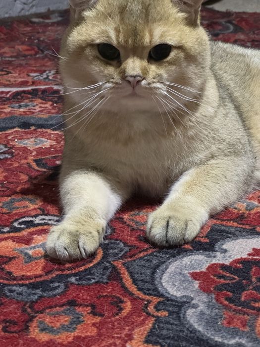 Британская золотая Шиншилла. Вязка, Жуфтлашиш