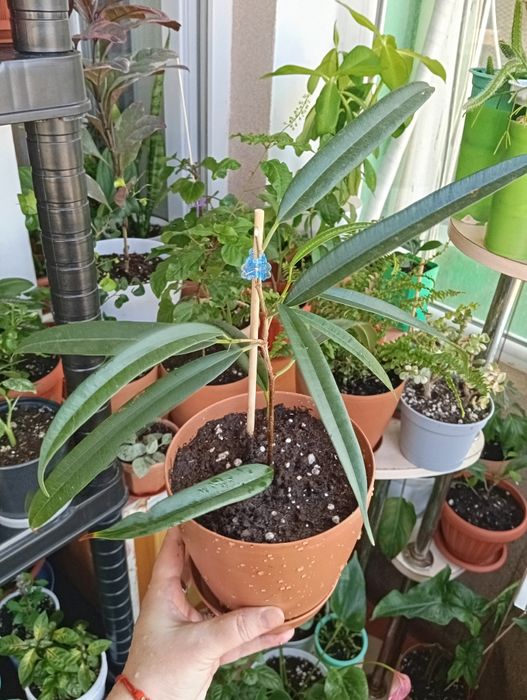 Продам цветы комнатные