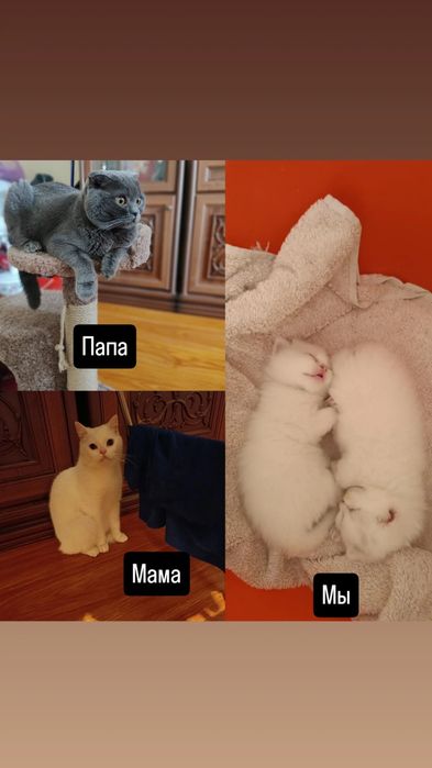 Продам котят скотиш фолд, шиншилла