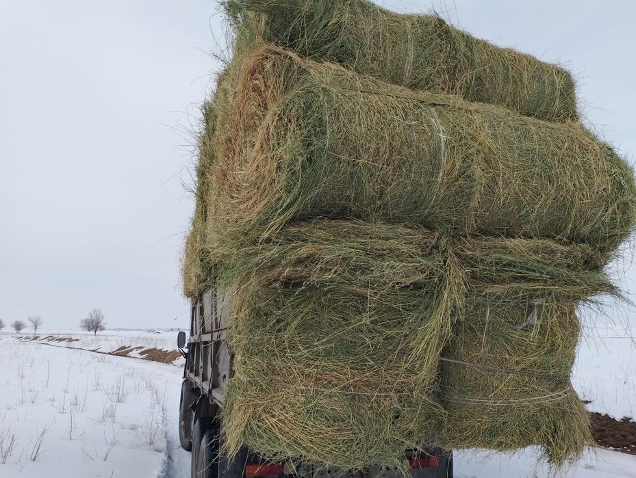 Сено жоношка урлон люцерна сатамын