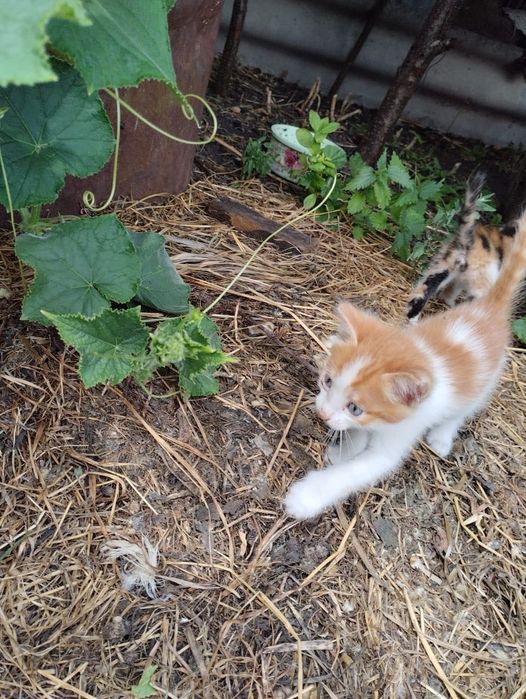 Отдам котят девочки