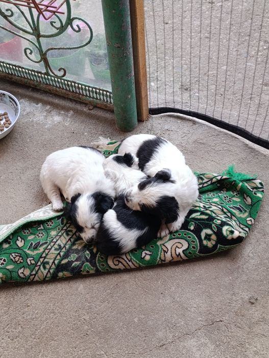 Подадат се малки кученца