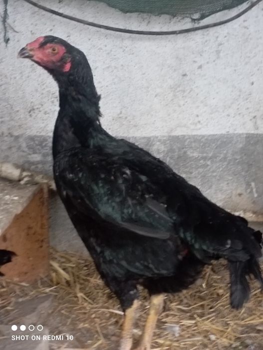 Dakan tovu yirik juda  1 tullak