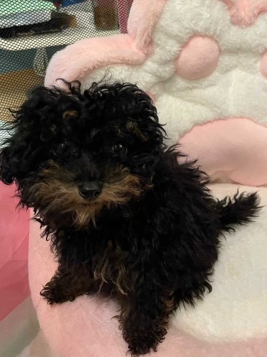 Тойпуделче момиченце