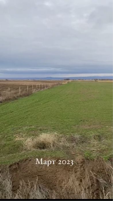 Гибрид пшеницы элита, озимая пшеница,