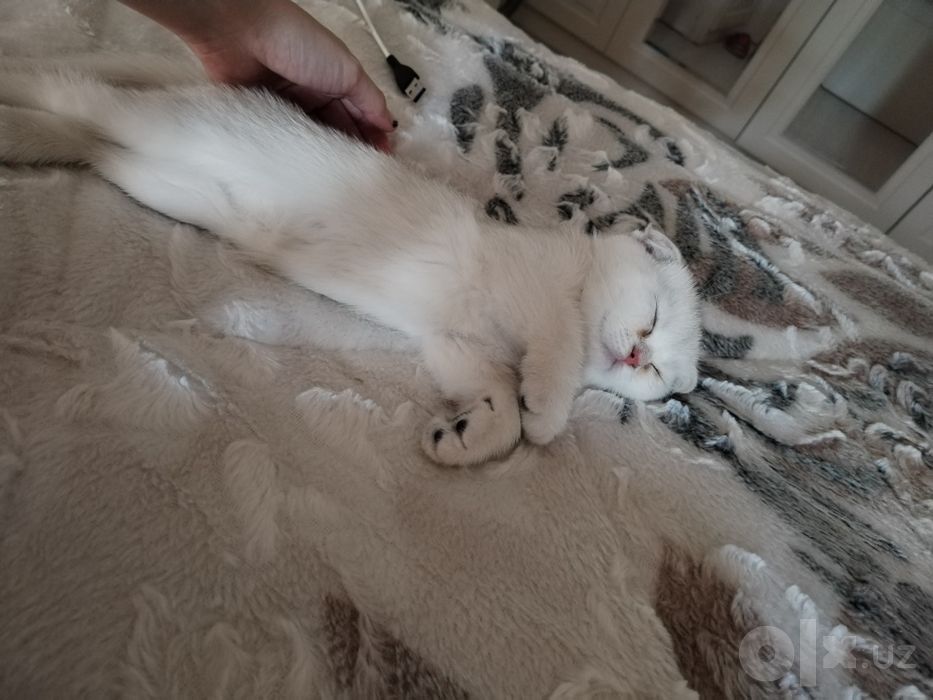 Продаётся котенок