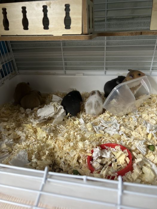 Сирийские хомячки