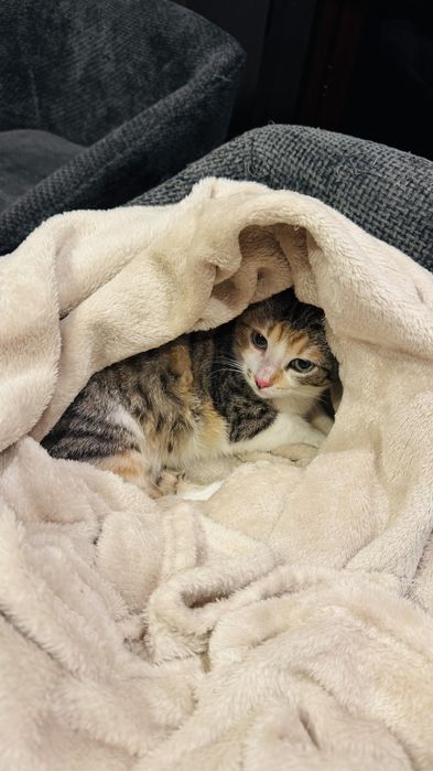 котенца от Созопол