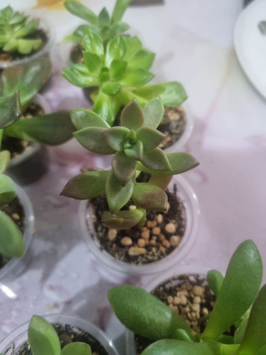 Продам Сукуленты