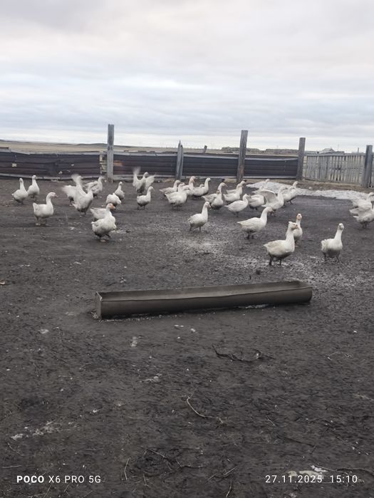 Продам гусей, домашних