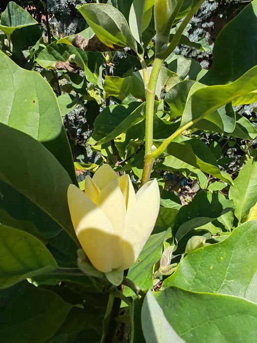 Magnolia la ghiveci 1,5 m pana la 2m