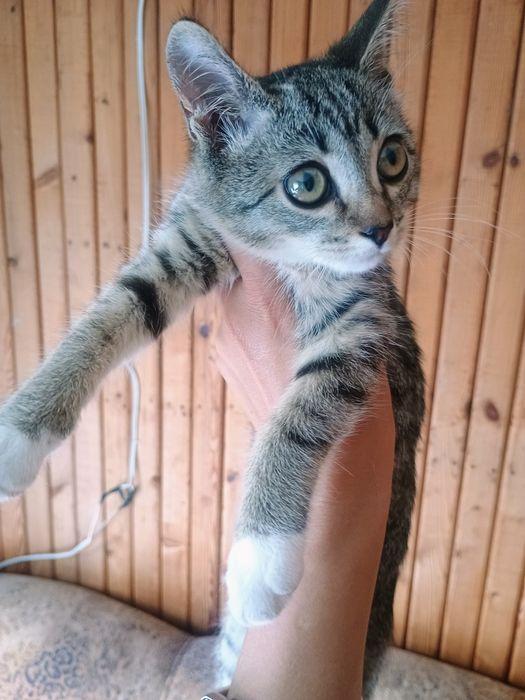 Отдам котенка в добрые руки