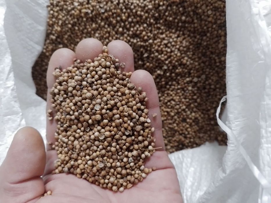 Продавам заготвен кориандър и семена
