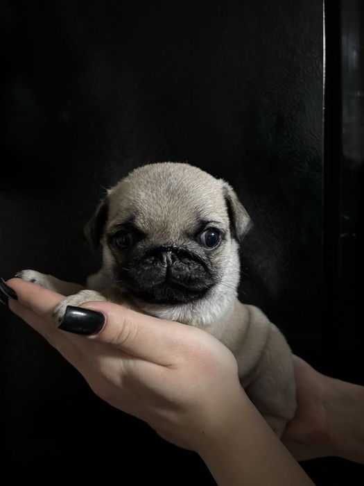 Продам щенков породы мопс ,девочки