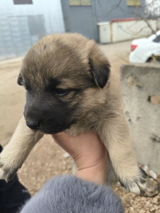 Отдам щенков в добрые руки