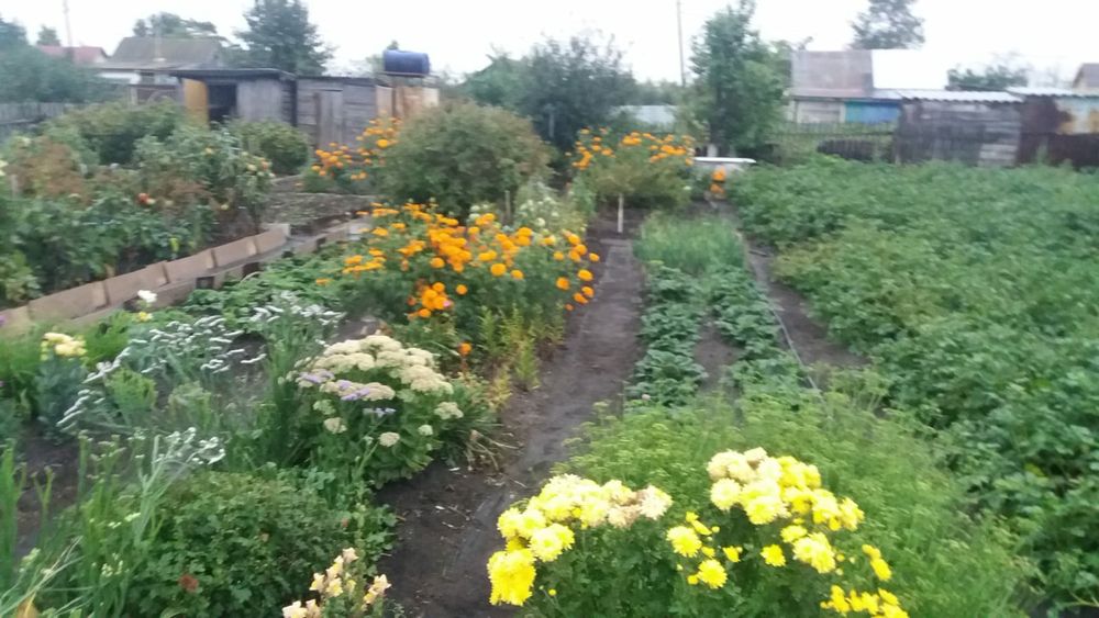 Продам дачу в обществе Борки