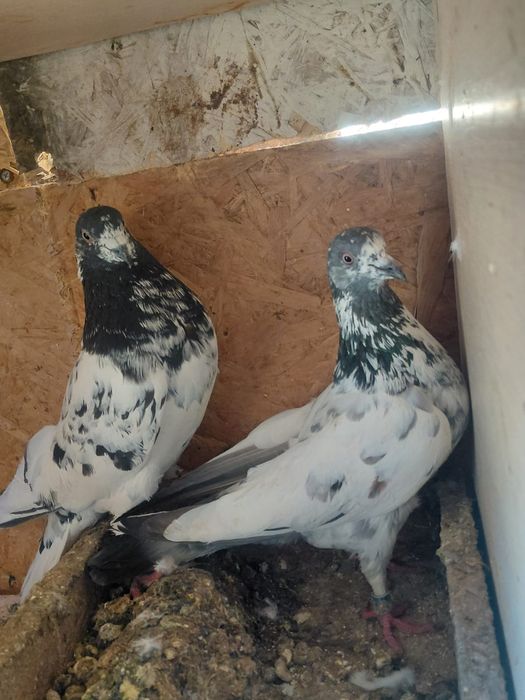 Голуби Тедди продам