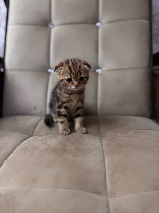 Срочно продаются котята скоттиш фолд мальчики